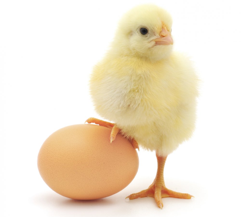 Civciv ve yumurta